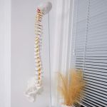 Apex Acupuncture and Chiropractic - Chelsea / Flatiron