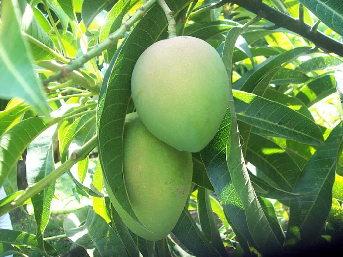 Midtown Mango Chiropractic Picture 1