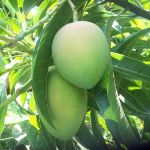 Midtown Mango Chiropractic