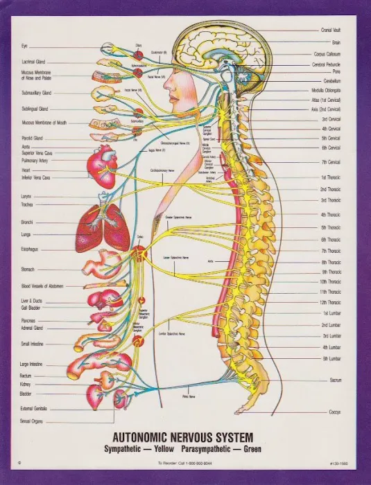Be Well Medical, NY: Jeffrey Jamieson, DC Picture 6