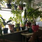 Dr. Jeffrey P. Orlikowski D.C.