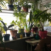 Dr. Jeffrey P. Orlikowski D.C. ico