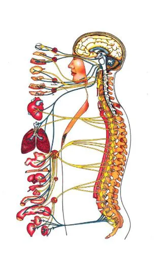 Holistic Health Care- Advanced Chiropractic Techniques and Nutrition Response Testing Picture 10