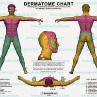 Dr. Andre Farah Chiropractor ico