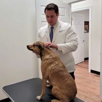Canine Chiropractic Relief Care ico
