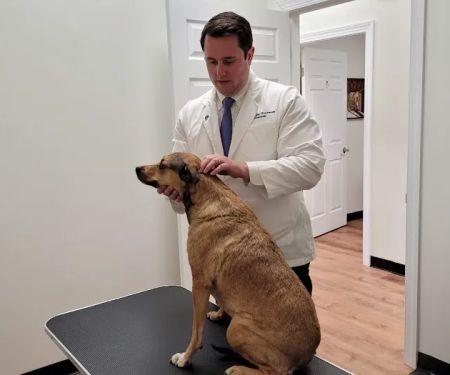 Canine Chiropractic Relief Care