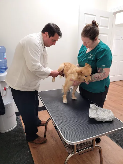 Canine Chiropractic Relief Care Picture 5
