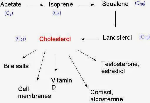 Dr. Terri Brucato, D.C., M.S.A.C.N. Picture 1