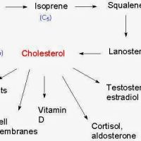 Dr. Terri Brucato, D.C., M.S.A.C.N. ico
