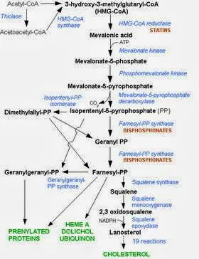 Dr. Terri Brucato, D.C., M.S.A.C.N. Picture 2