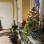 Strauss Chiropractic Center