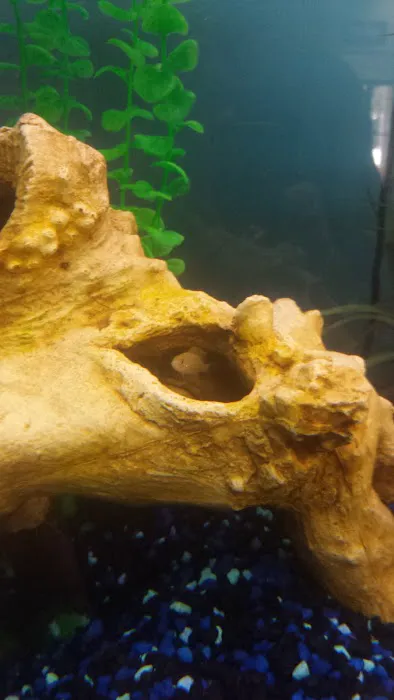 Dr. Mario DiPrinzio - Elite Chiropractic Picture 8