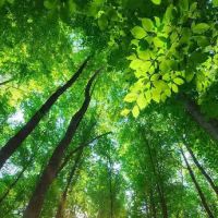 Zachary Dillow, DC: Chiropractor ico