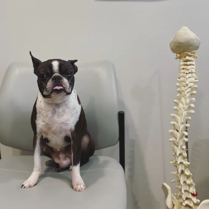 Revive Chiropractic Picture 6