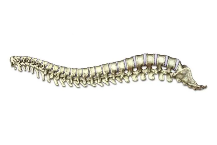 Centre Park Chiropractic, Inc. Picture 3