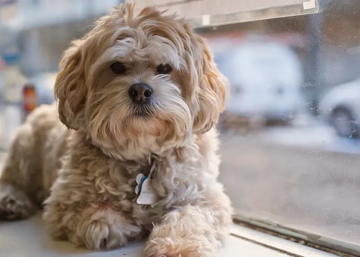 Wolfson Wellness Family Chiropractic Picture 4