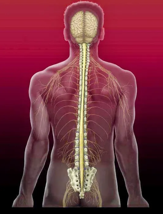Bella Vista Family Chiropractic Picture 10