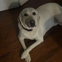 Koller Chiropractic ico