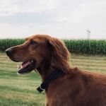 The Goodman Method of Chiropractic