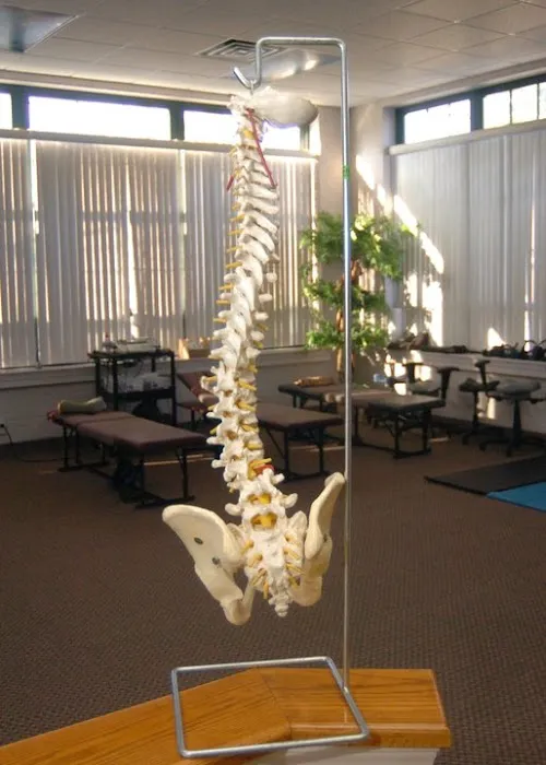American Family Chiropractic PC Picture 4