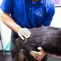 Laursen Chiropractic and Performance ico