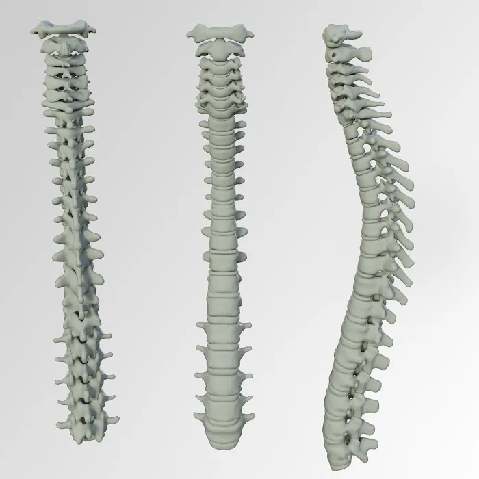 Howard Chiropractic Health & Wellness Center Picture 3