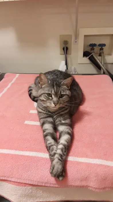 Leone Chiropractic Picture 1