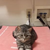 Leone Chiropractic ico