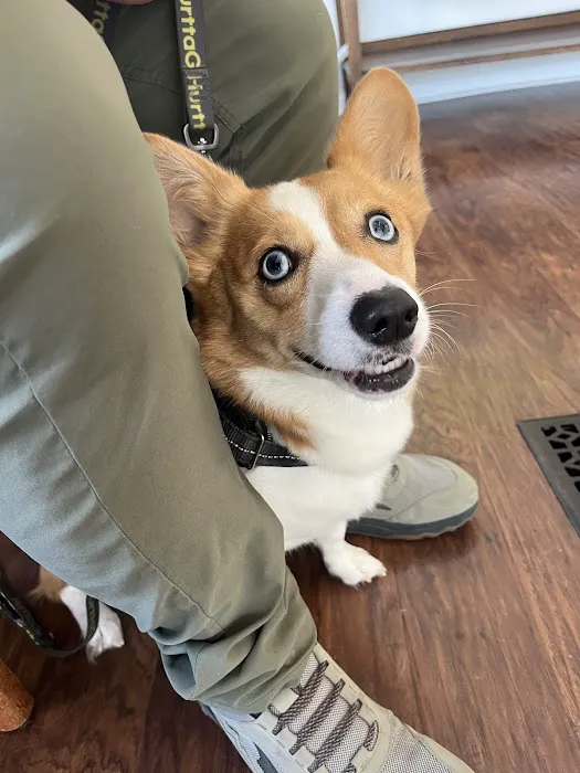 Cincinnati Animal Chiropractic Picture 2