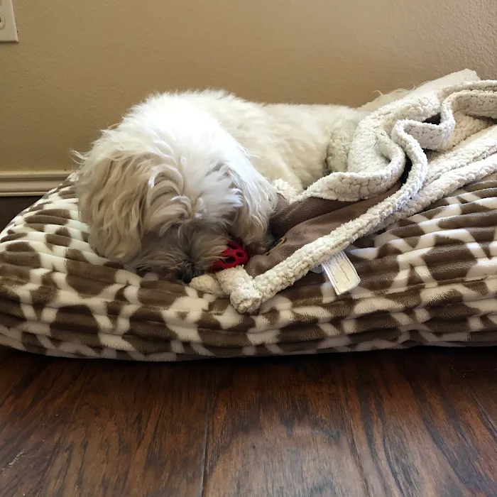 Collar & Saddle Animal Chiropractic Picture 8