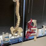 Spine Health & Wellness