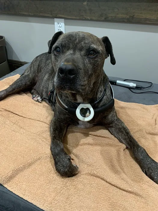 Rehab 4 Pets Picture 3