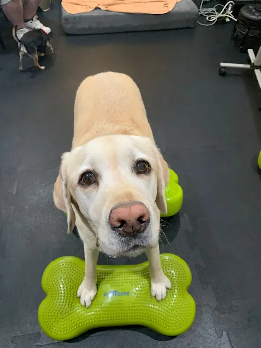 Rehab 4 Pets Picture 5