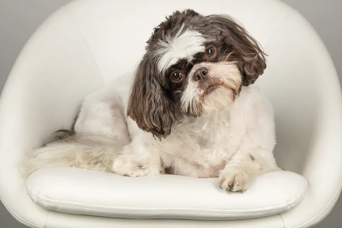 Dallas Animal Chiropractic Picture 1