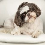 Dallas Animal Chiropractic