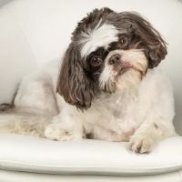 Dallas Animal Chiropractic ico
