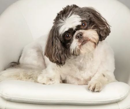 Dallas Animal Chiropractic