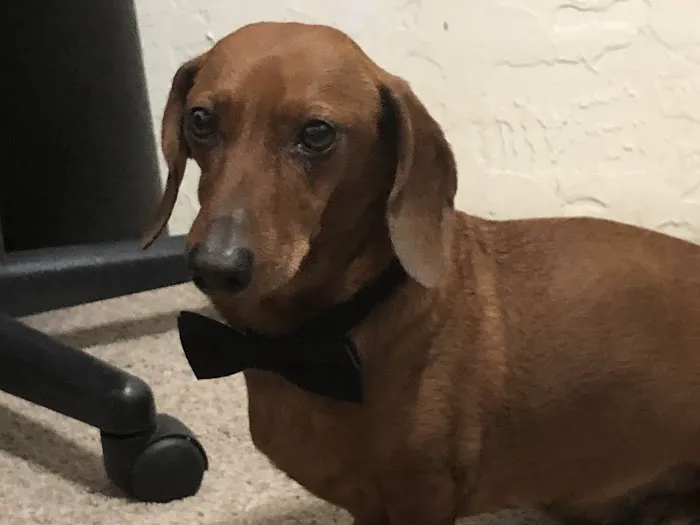 Dallas Animal Chiropractic Picture 3