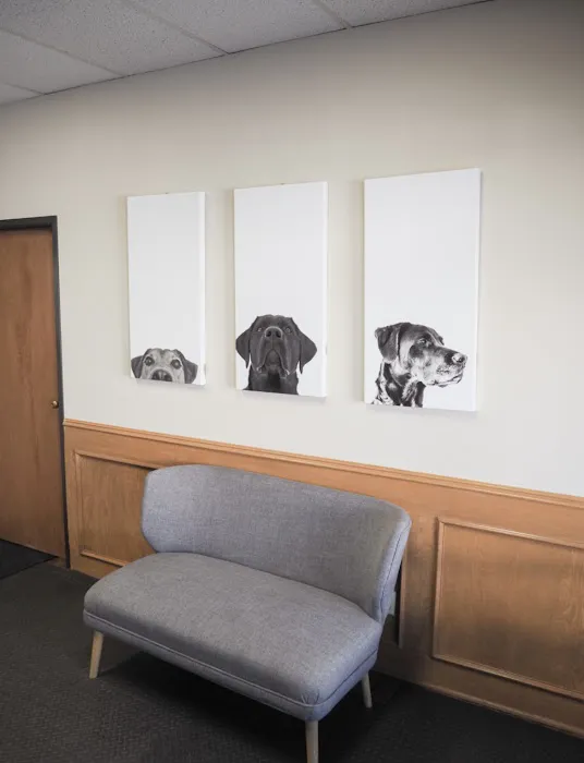 Dallas Animal Chiropractic Picture 8