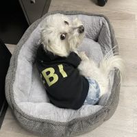 Body Focus Innovative Health Care ico