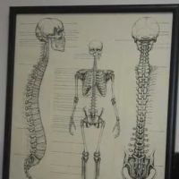 Carrollwood Chiropractic Center ico