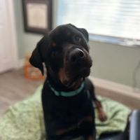 Linda P. Rock, DC ico