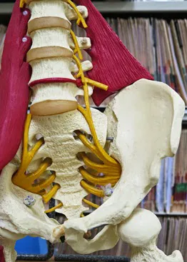 Ed Camp Chiropractic Picture 7