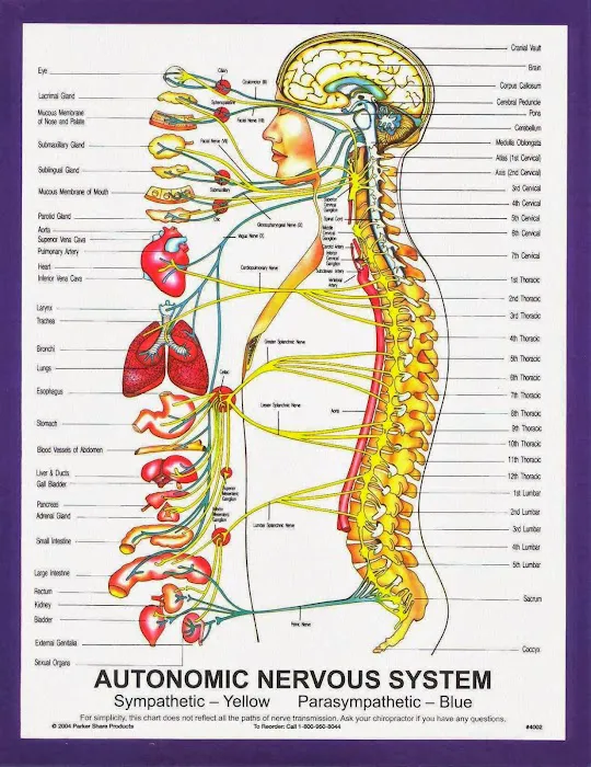5280 Chiropractic Picture 7