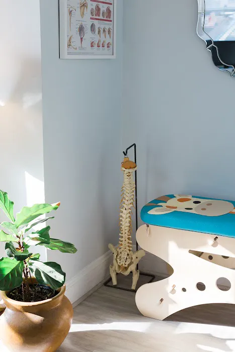 Alpha Back Chiropractic Picture 5