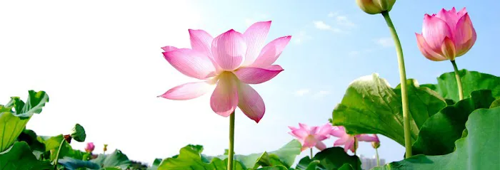 Complementary Medicine Consultants Picture 5