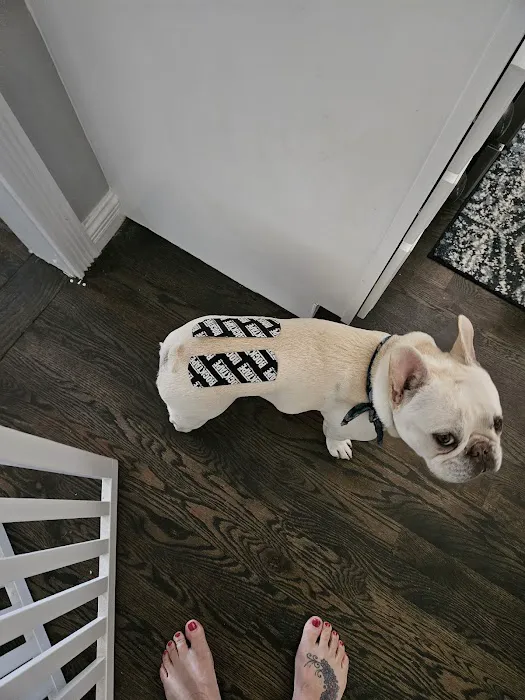 Back Country Animal and Human Chiropractic Picture 8