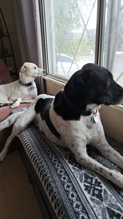 Back Country Animal and Human Chiropractic Picture 7