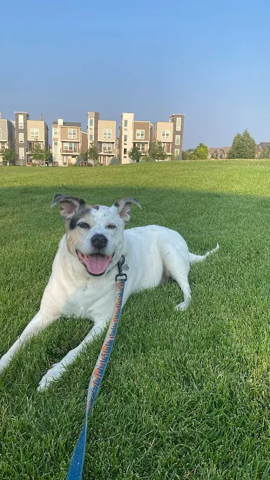 Denver Central Chiropractic - Dog Chiropractor in Denver Picture 4