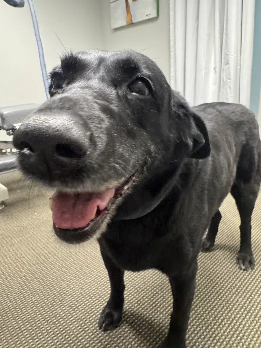 Denver Central Chiropractic - Dog Chiropractor in Denver Picture 10